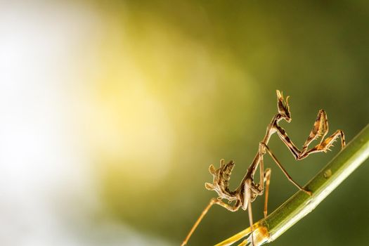 close up mantis in beautiful magical background