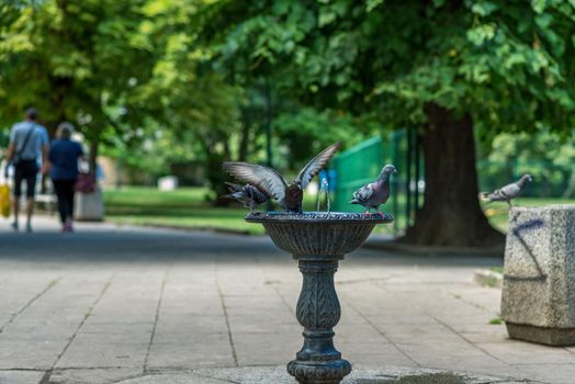 Pigeons drinking and bathing in a bird fountain in a park in summer 