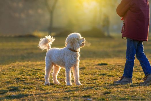 white poodle dog play with boy at sunset