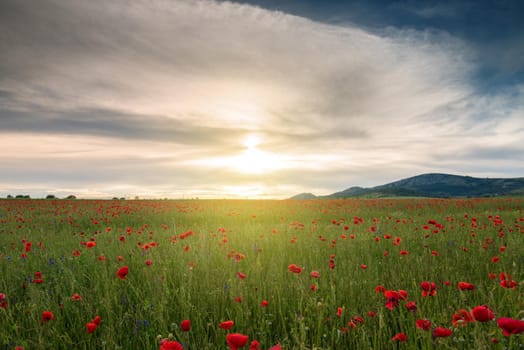 Amazing poppy field .Summer flowers