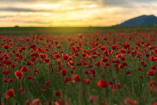 Vivid poppy field during sunset at summer 