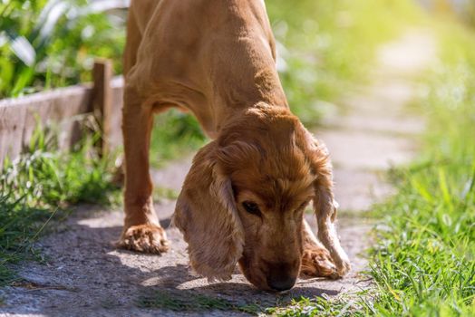 Cute american Cocker Spaniel puppy