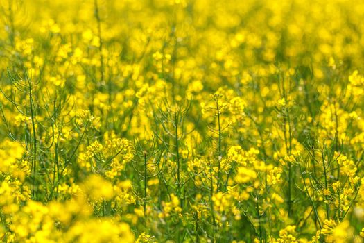 Oilseed Rapeseed Flowers in Cultivated Agricultural Field