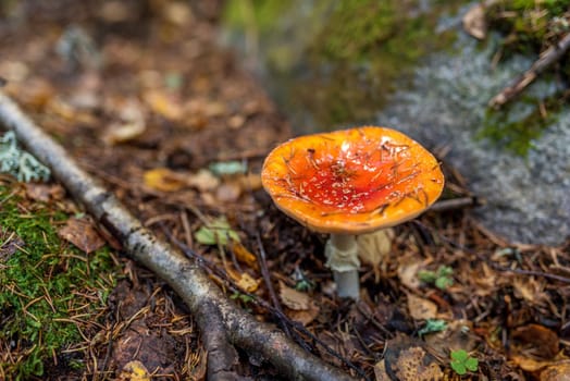 Poisonous mushroom Amanita,top view in autumn.