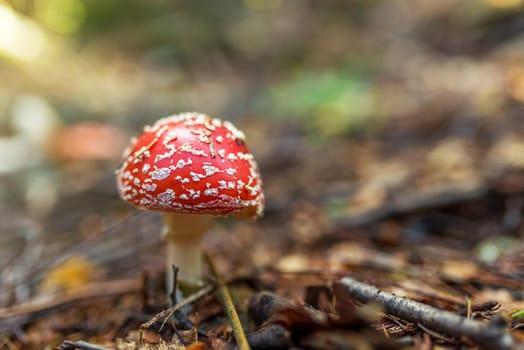 not edible autumn mushroom grebe