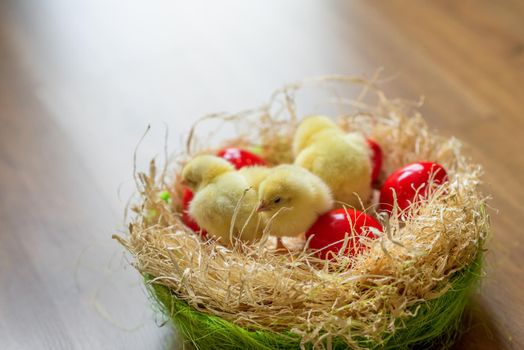 red Easter egg with Easter chicks in springtime