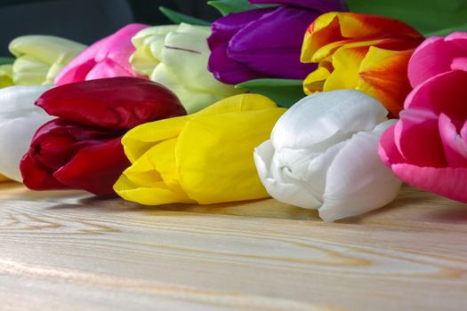 mix multi-colored tulips on a wooden background