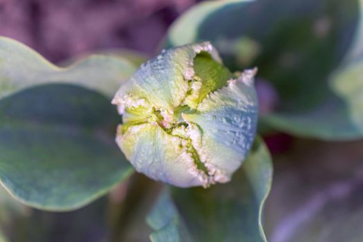 Tulip flower on a beautiful background macro. High quality photo