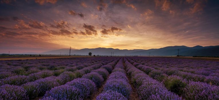 Panorama of lavender field at sunset in the bulgaria