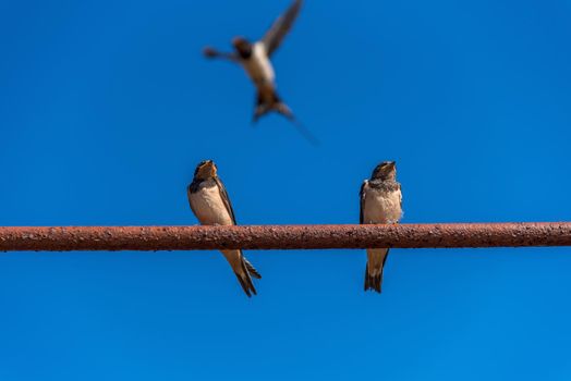Swallows on the wires. Swallows against the blue sky. The swallo