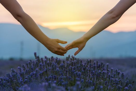 Two hands over a lavender field at sunset