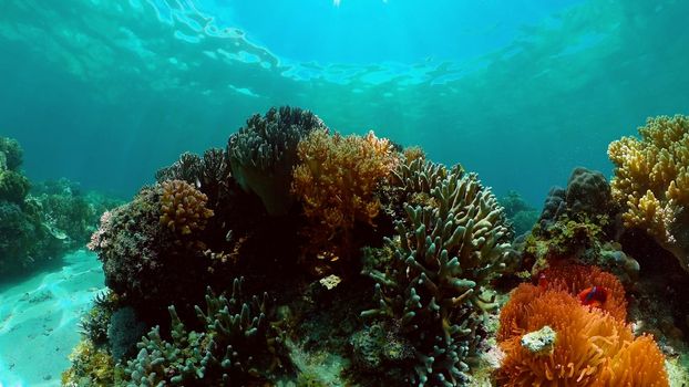 Tropical coral reef seascape with fishes, hard and soft corals. Underwater video. Philippines.