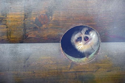 meerkat in a zoo in a cage. High quality photo