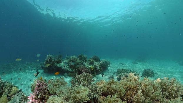 Colorful tropical coral reef. Hard and soft corals, underwater landscape. Travel vacation concept. Philippines.