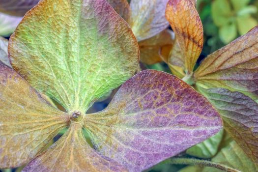 dried hydrangea flower as background close up