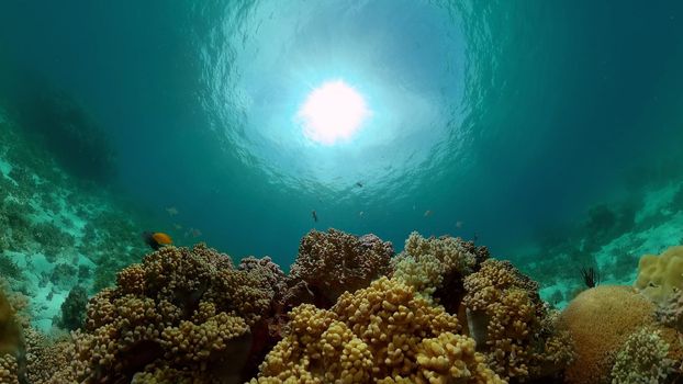 Colourful tropical coral reef. Scene reef. Marine life sea world. Philippines.