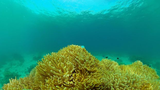 Coral reef underwater with tropical fish. Hard and soft corals, underwater landscape. Travel vacation concept. Philippines.