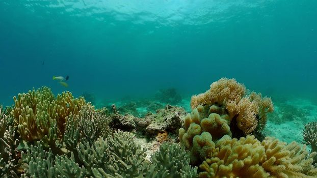 Marine scuba diving. Underwater colorful tropical coral reef seascape. Philippines.