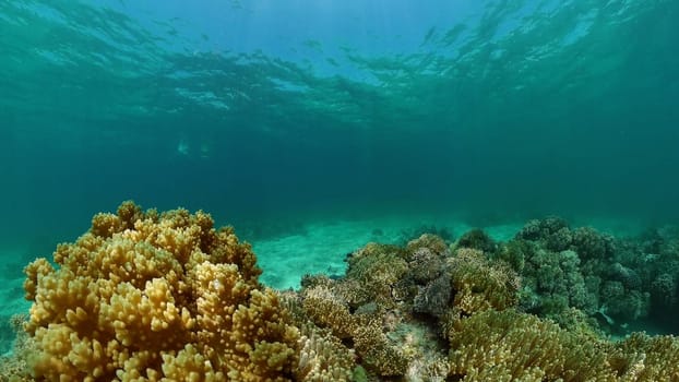 Tropical coral reef and fishes underwater. Tropical fishes and coral reef underwater. . Travel vacation concept. Philippines.