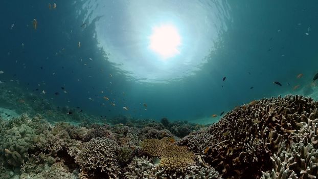 Blue Sea Water and Tropical Fish. Tropical underwater sea fish. Philippines.