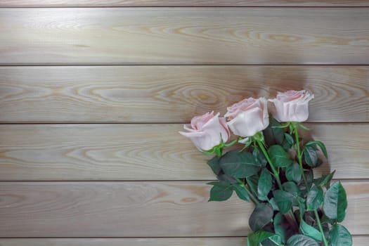 pink roses on a wooden background isolate . High quality photo