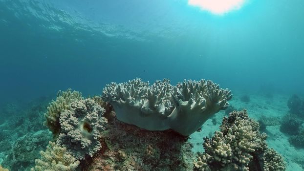 Tropical coral reef seascape with fishes, hard and soft corals. Underwater video. Philippines.