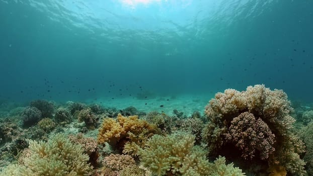 Underwater sea fish. Tropical fishes and coral reef underwater. Philippines.