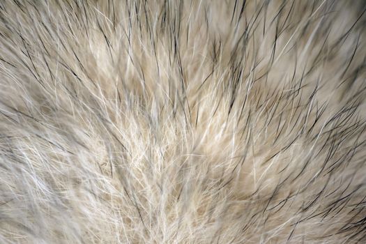 wool fur of animals macro as background. High quality photo