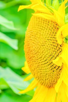 sunflower flowers on the field as background . High quality photo