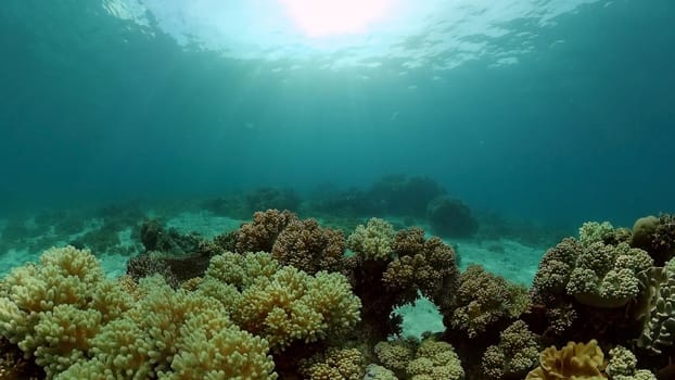 Underwater fish garden reef. Reef coral scene. Seascape under water. Philippines.