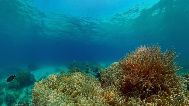 Tropical fishes and coral reef at diving. Underwater world with corals and tropical fishes.