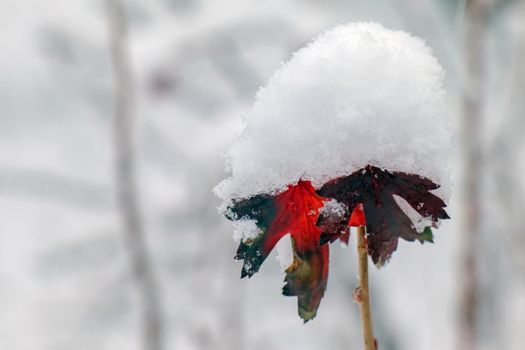 blackcurrant branch in winter with a snow cap. High quality photo