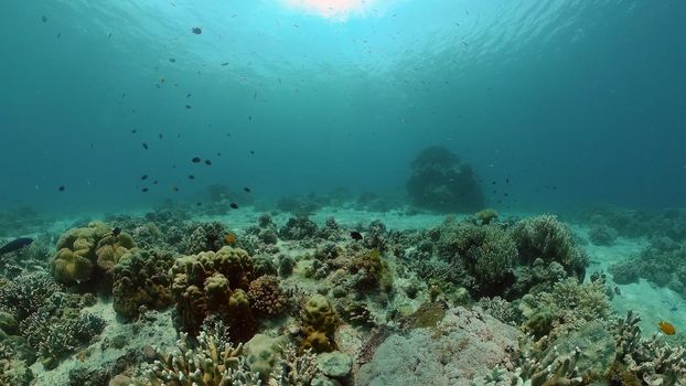 Underwater Scene Coral Reef. Underwater sea fish. Tropical reef marine. Colourful underwater seascape. Philippines.