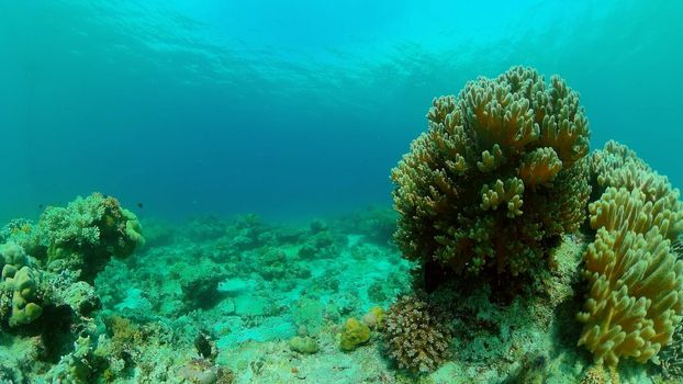 Coral reef underwater with fishes and marine life. Coral reef and tropical fish. Philippines.