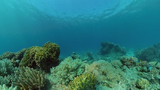 Scene reef. Marine life sea world. Underwater fish reef marine. Philippines.