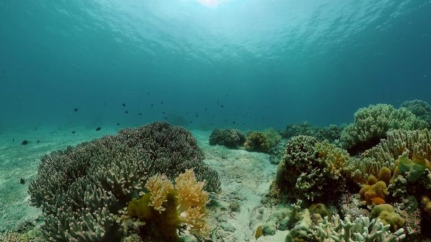 Underwater Tropical Reef View. Tropical fish reef marine. Soft-hard corals seascape. Philippines.
