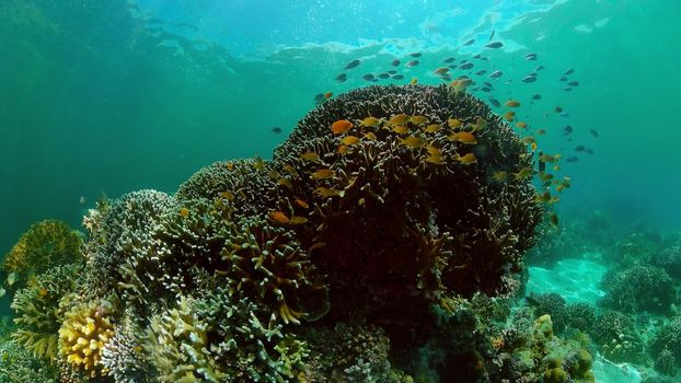 Marine scuba diving. Underwater colorful tropical coral reef seascape. Philippines.