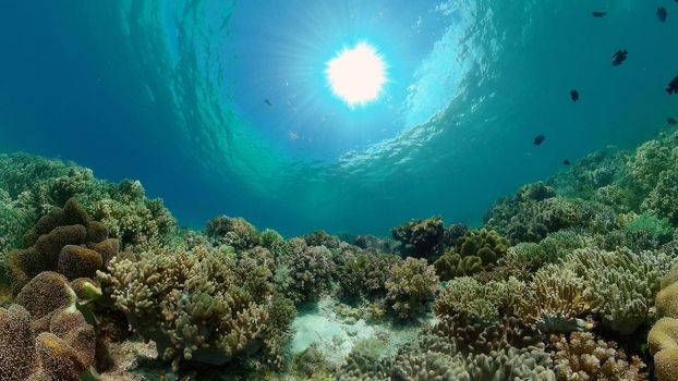 Tropical coral reef seascape with fishes, hard and soft corals.