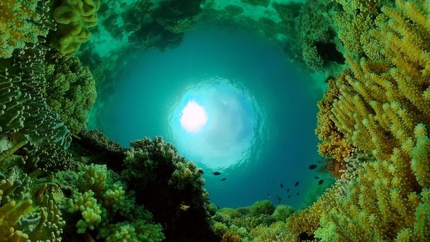 Coral reef underwater with fishes and marine life. Coral reef and tropical fish. Philippines.
