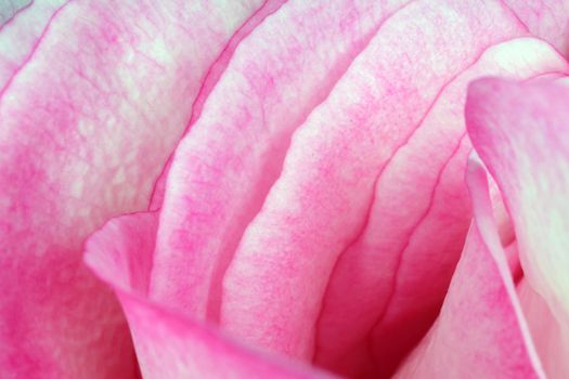 red roses on a purple background macro. High quality photo