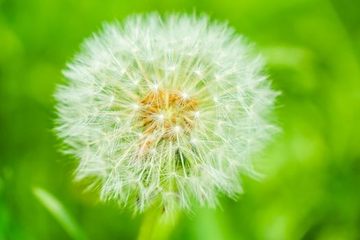 dandelion flower on a beautiful macro background. High quality photo