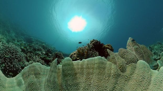 Tropical fishes and coral reef at diving. Beautiful underwater world with corals and fish. Philippines.