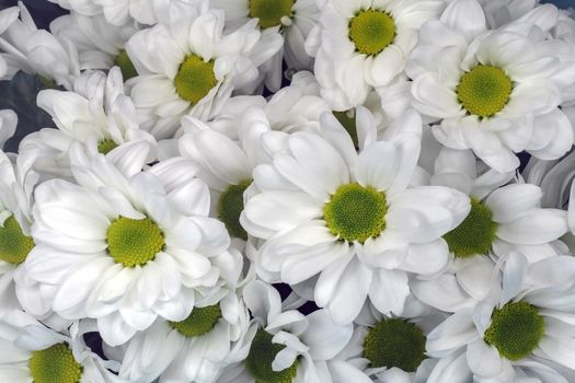 bouquet of chrysanthemums on a black background. High quality photo