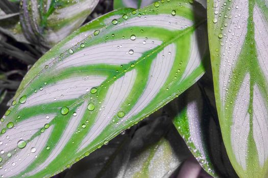 dew drops on a leaf on a beautiful background close up. High quality photo