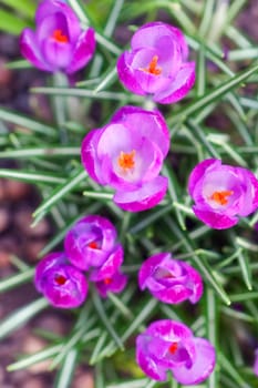 purple crocuses on a beautiful background macro . High quality photo