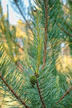 pine branch with a cone close up against the blue sky. High quality photo