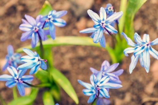 snowdrops proleski close up as background. High quality photo