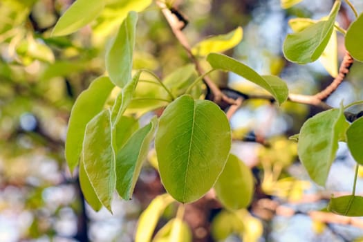 young leaves on tree branches as background. High quality photo