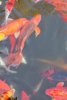 carp Chinese koi colorful fish swim in the water top view of the entire frame . High quality photo