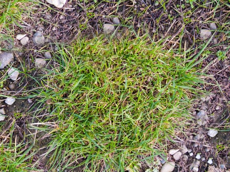 In the open air, a small tuft of green grass grows on the ground.Texture or background